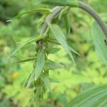 Epipactis helleborine - Brede wespenorchis