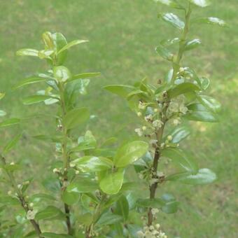 Ilex crenata 'Caroline Upright'