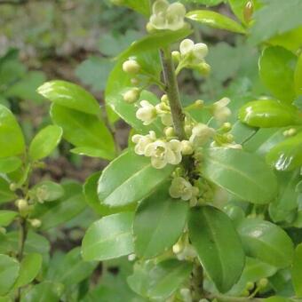 Ilex crenata 'Caroline Upright'