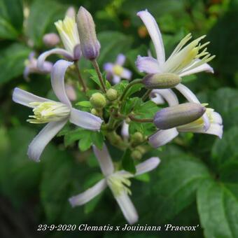 Clematis x  Jouiniana 'Praecox'