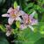 Tricyrtis formosana