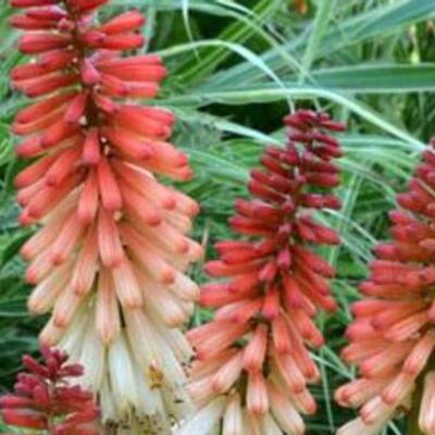 Vuurpijl, Fakkellelie - Kniphofia 'Orange Vanilla POPSICLE'