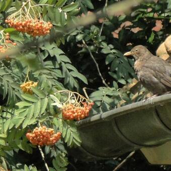 Sorbus aucuparia