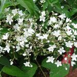 Deutzia setchuenensis 'Magical Silver Star - Bruidsbloem