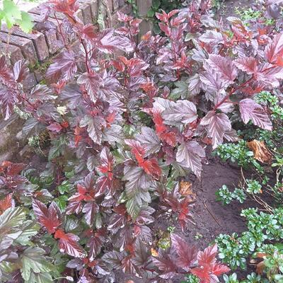 Blaasspirea - Physocarpus opulifolius 'Little Angel'