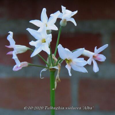 Moeraslook, kaapse knoflook, Knobi Flirt - Tulbaghia violacea 'Alba'