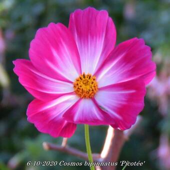 Cosmos bipinnatus 'Picotée'