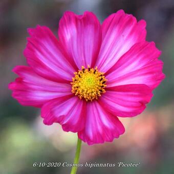 Cosmos bipinnatus 'Picotée'