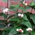 Clerodendrum thomsoniae