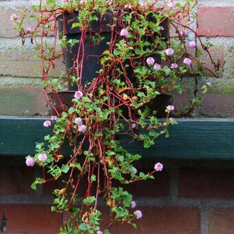 Persicaria runcinata Needham's form