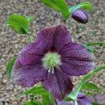 Helleborus orientalis 'VIV Victoria' - Nieskruid