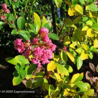 Lagerstroemia