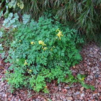 Corydalis lutea