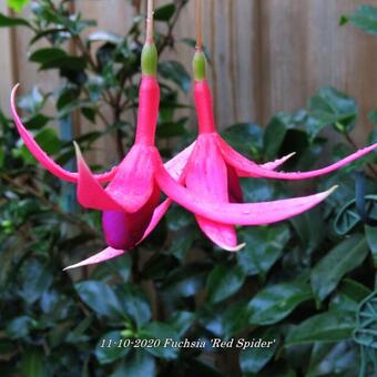 Fuchsia 'Red Spider'