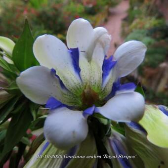 Gentiana scabra ‘Royal Stripes’