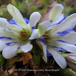 Gentiana scabra ‘Royal Stripes’ - Herfstgentiaan, Japanse gentiaan