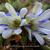 Gentiana scabra ‘Royal Stripes’