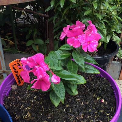 Floks, vlambloem - Phlox paniculata 'SWEET SUMMER Wine'