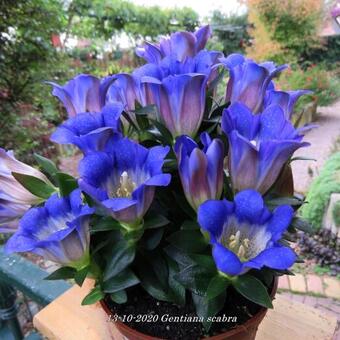 Gentiana scabra