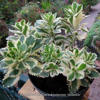 Sedum takesimense 'Atlantis'