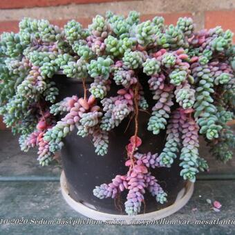 Sedum dasyphyllum subsp. dasyphyllum var. mesatlanticum