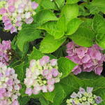 Hydrangea macrophylla 'MAGICAL' - Hortensia