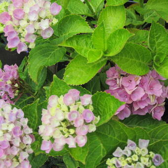 Hydrangea macrophylla 'MAGICAL'