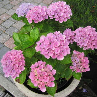 Hydrangea macrophylla 'MAGICAL'