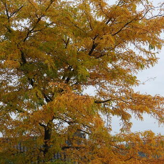 Gleditsia triacanthos f. inermis 'Sunburst'