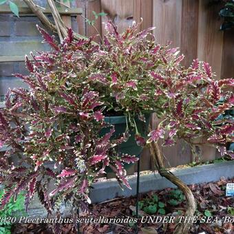 Plectranthus scutellarioides UNDER THE SEA 'Bone fish'