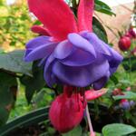 Fuchsia 'Lilac Lustre' - Bellenplant