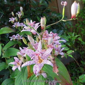 Tricyrtis formosana