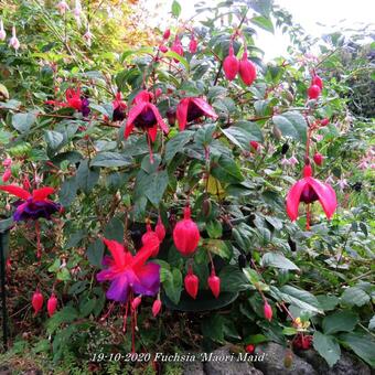 Fuchsia 'Maori Maid'