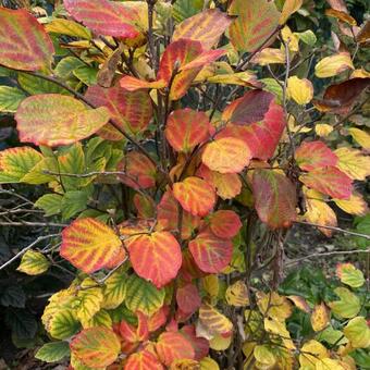 Fothergilla