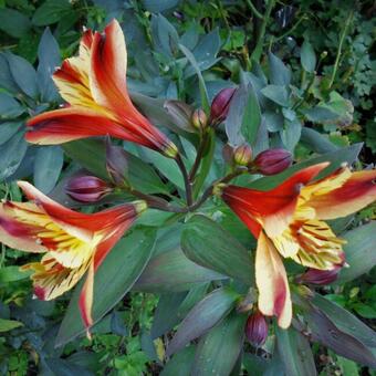 Alstroemeria 'Indian Summer'