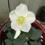 Helleborus niger 'Christmas Carol' - Kerstroos