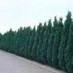 Chamaecyparis lawsoniana 'Columnaris' - Blauwe cypres - Chamaecyparis lawsoniana 'Columnaris'