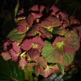 Hydrangea macrophylla REMBRANDT 'Vibrant Verde'