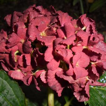 Hydrangea macrophylla REMBRANDT 'Vibrant Verde'