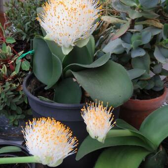 Haemanthus albiflos