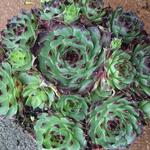 Sempervivum calcareum - Huislook