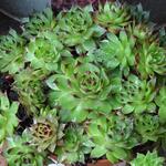 Sempervivum 'Maria Laach' - Huislook/Daklook