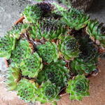 Sempervivum calcareum ‘Blacktop’ - Huislook