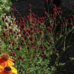 Sanguisorba 'Beetlewings' - Pimpernel