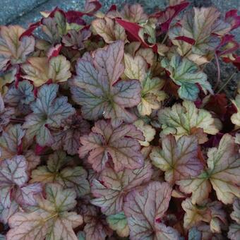 Heuchera 'Cassis'