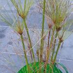 Cyperus papyrus 'Perkamentus' - Papyrusriet, Parapluplant