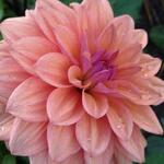 Dahlia 'Onesta' - Dahlia