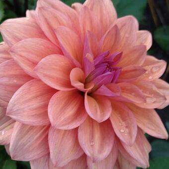 Dahlia 'Onesta'