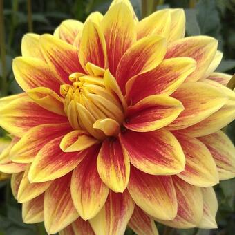 Dahlia 'ADS Centennial'