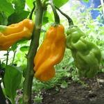 Capsicum chinense 'Madame Jeanette' - Chilipeper